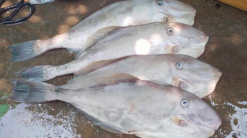 Cá bò da là gì? Giá cả ra sao? Làm sao để chọn được cá bò da tươi ngon? Hãy cùng tìm hiểu chi tiết về loài cá đặc biệt này trong bài viết dưới đây.