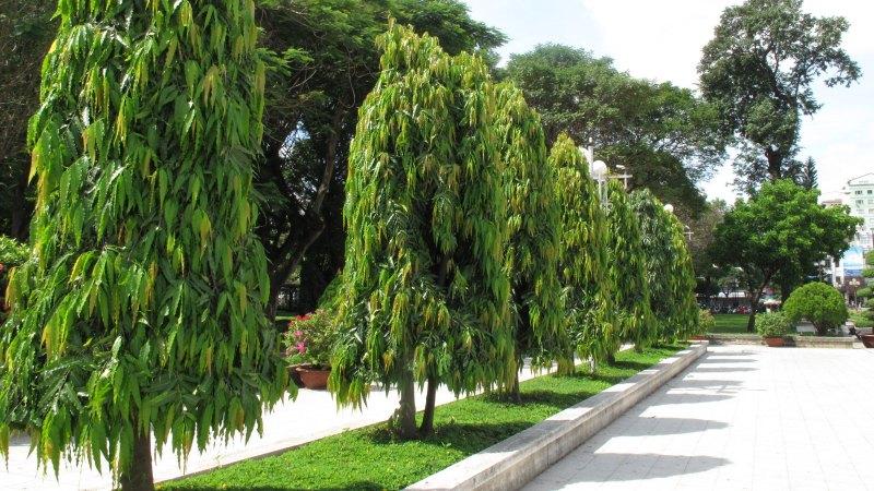 Cây hoàng nam: Ý nghĩa, đặc điểm, cách trồng và chăm sóc tại nhà