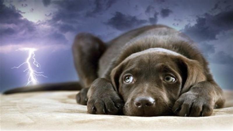 Tại sao những chú chó lại có nỗi sợ hãi với tiếng sấm? Hãy cùng khám phá nguyên nhân đằng sau hiện tượng này.