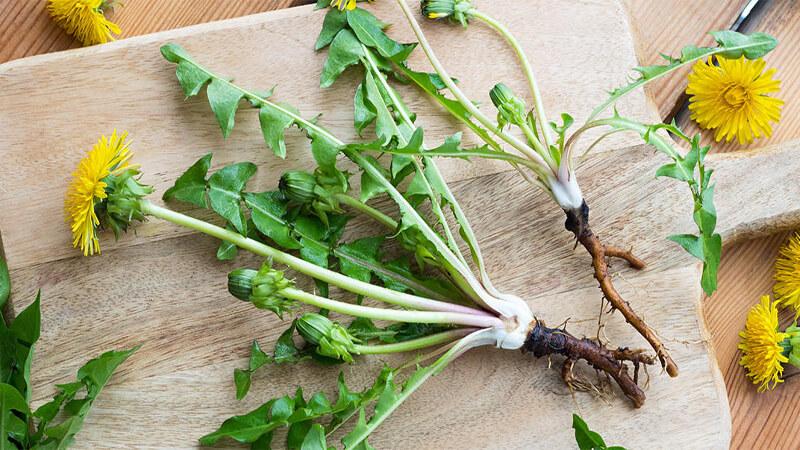Rễ cây bồ công anh (dandelion root) là gì và có những tác dụng gì đối với sức khỏe?