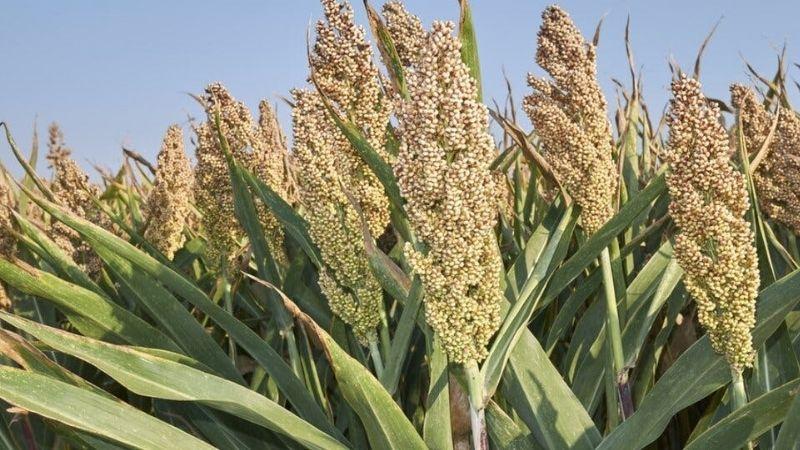 Hạt bo bo (hay còn gọi là hạt ý dĩ) là một loại hạt phổ biến, không chỉ quen thuộc mà còn mang đến nhiều lợi ích tuyệt vời cho sức khỏe của chúng ta. Cùng tìm hiểu về hạt bo bo nhé!