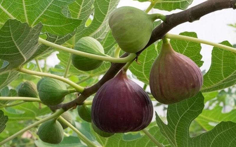 Trái vả là một loại quả kỳ diệu từ thiên nhiên, mang đến nhiều lợi ích sức khỏe tuyệt vời mà không phải ai cũng biết đến. Hãy cùng khám phá những công dụng này trong bài viết sau.
