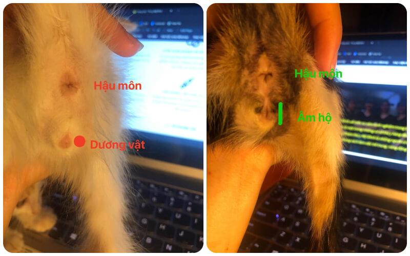 4 phương pháp đơn giản để nhận diện giới tính mèo con chỉ bằng mắt thường