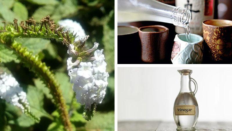 7 phương pháp sử dụng cây vòi voi để chữa viêm da cơ địa ngay tại nhà