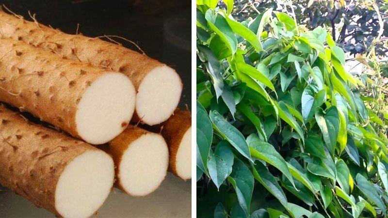 Củ mài (hoài sơn) là gì? Những công dụng tuyệt vời của củ mài đối với sức khỏe