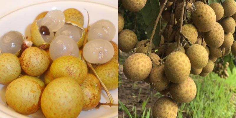 Cách chọn nhãn cùi dày, tươi ngon