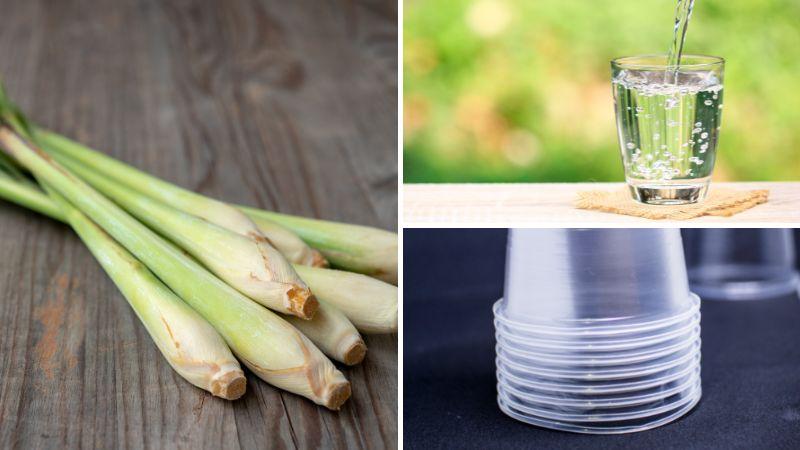 Trồng sả mà không cần đất, bạn vẫn có thể dễ dàng chăm sóc và thu hoạch ngay tại nhà.