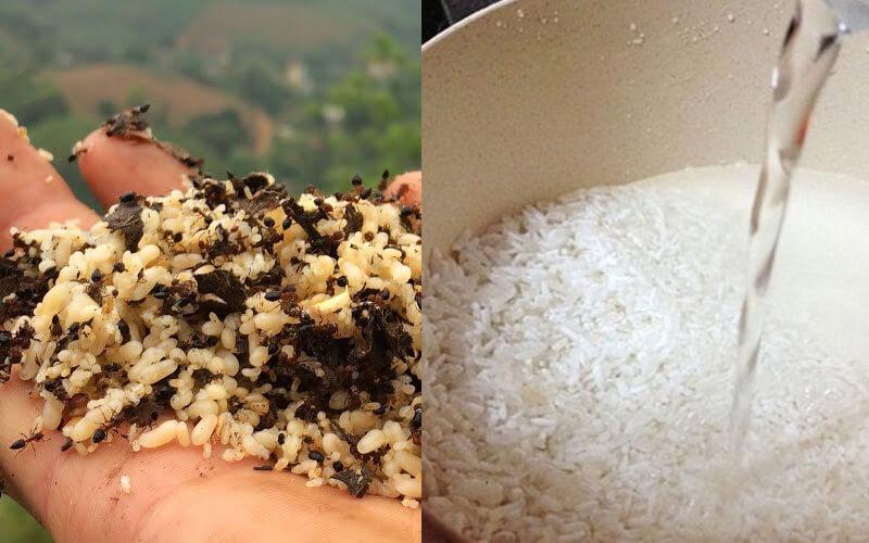 Cách chế biến xôi trứng kiến: Món ăn kỳ lạ nhưng lại cực kỳ hấp dẫn và ngon miệng.
