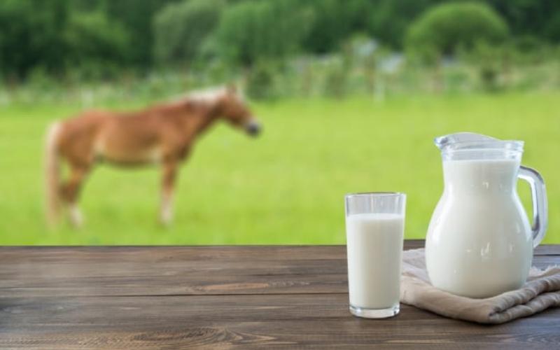 Sữa ngựa là một loại thức uống đặc biệt, không chỉ giàu dưỡng chất mà còn mang lại nhiều lợi ích cho sức khỏe con người.