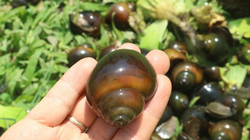 Ốc nhồi là gì? Trứng ốc nhồi hiện có giá bao nhiêu 1 kg?