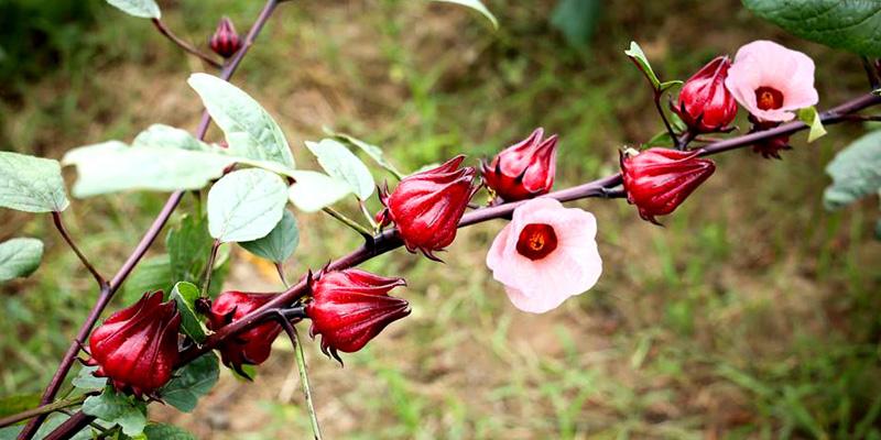 Bạn đã khám phá những công dụng tuyệt vời của hoa bụp giấm chưa?