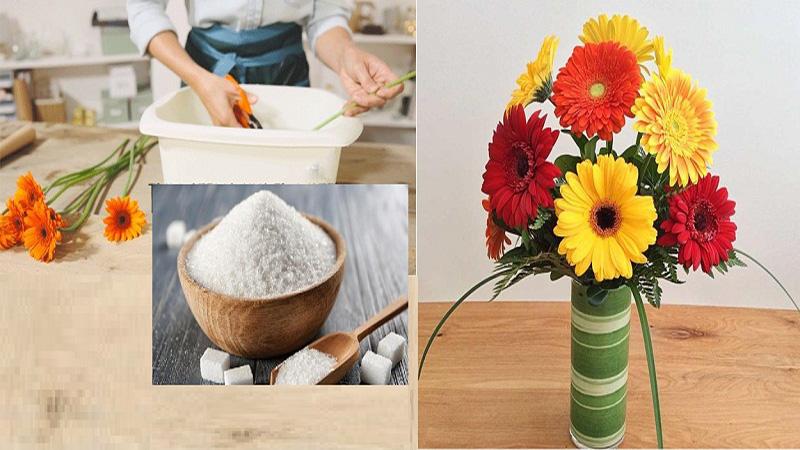 Bí quyết giữ hoa đồng tiền luôn tươi thắm suốt cả tuần mà không lo hư hỏng