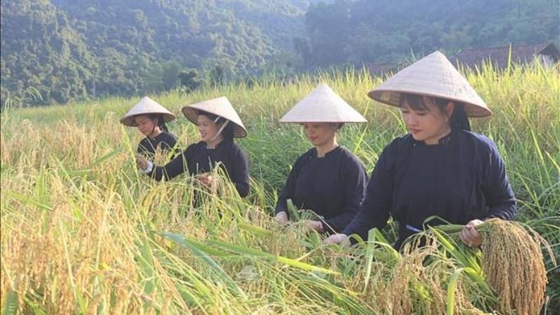Ghi nhớ ngay 6 địa điểm du lịch hấp dẫn tại Quảng Hoà (Cao Bằng) dành cho người lần đầu khám phá