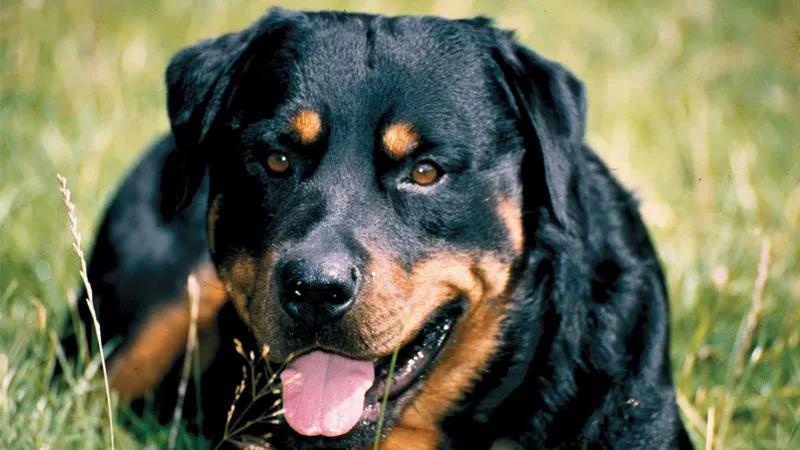 Rottweiler: Khám phá nguồn gốc, đặc điểm nổi bật, cách chăm sóc và giá trị hiện nay