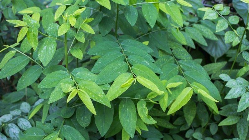 Bà bầu có nên sử dụng rau ngót trong thai kỳ?