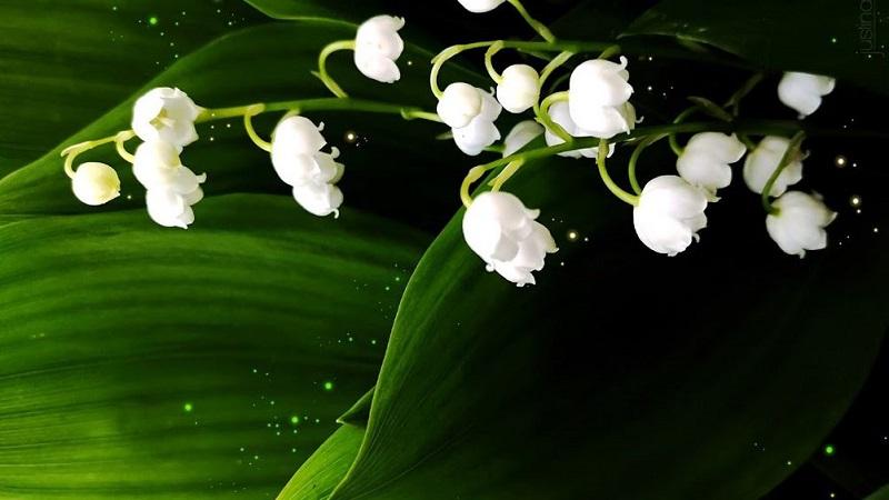 Hoa Linh Lan trắng: Tìm hiểu vẻ đẹp thuần khiết và ý nghĩa sâu sắc của loài hoa này. Bên cạnh hình ảnh tuyệt đẹp, hoa Linh Lan trắng còn mang đến những kiến thức bổ ích về cách trồng và chăm sóc tại nhà.