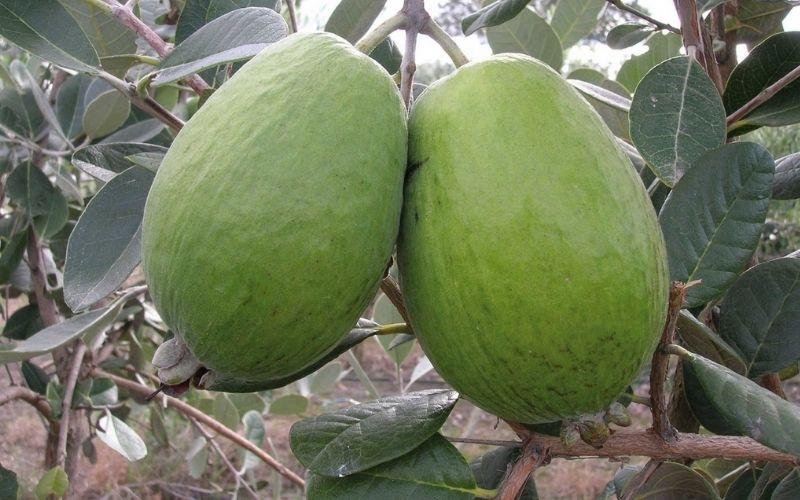 Ổi dứa là một loại quả có giá trị bất ngờ, khi một kilogram của nó có thể tương đương với giá trị của 40kg ổi thông thường. Dù có mức giá cao ngất ngưởng, nhưng vẫn có rất nhiều người muốn thử hương vị độc đáo của loại ổi này.