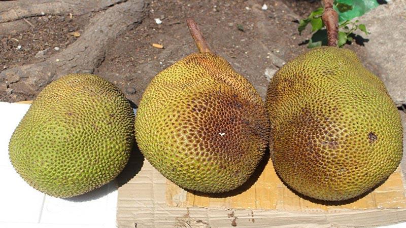 Bí quyết giúp mít chín nhanh, cách lựa chọn mua và bổ mít hiệu quả.