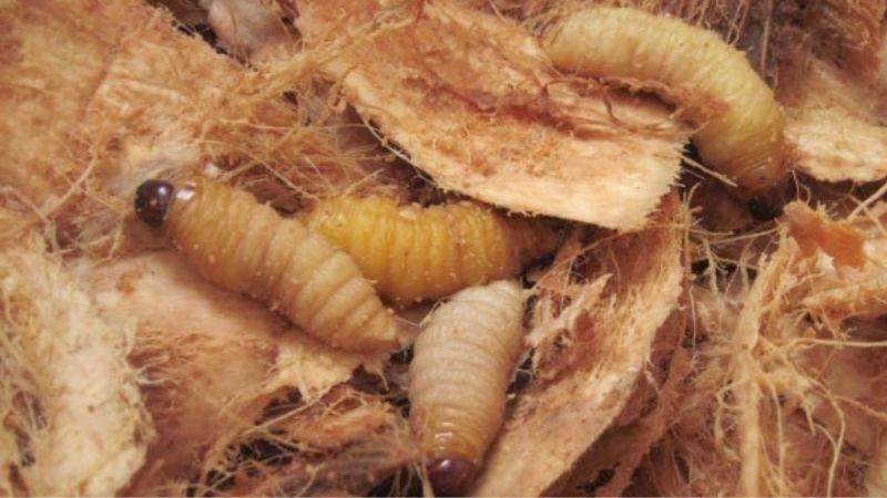 Đuông dừa là món đặc sản nổi bật của miền Tây, được nhiều người yêu thích nhờ hương vị độc đáo. Vậy đuông dừa là gì? Bạn có thể tìm mua chúng ở đâu và giá cả như thế nào? Hãy cùng khám phá cách sơ chế đuông dừa để tận hưởng trọn vẹn hương vị này.
