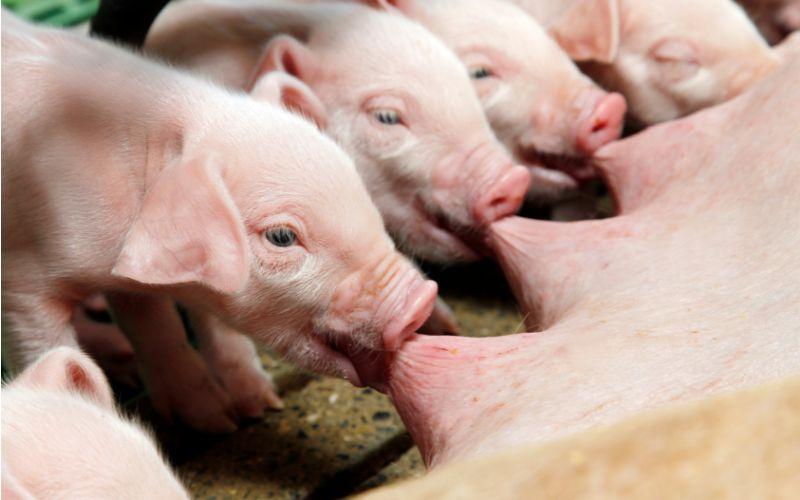 Giá heo hơi hôm nay (9/6): Tăng từ 1.000 đến 3.000 đồng/kg, xu hướng biến động nhẹ.