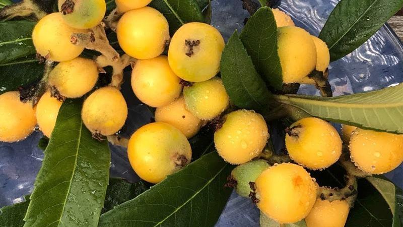 Tìm hiểu trái Sơn Trà (Loquat): Những lợi ích tuyệt vời cho sức khỏe từ loại quả độc đáo