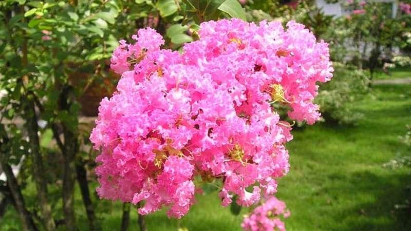 Khám phá ý nghĩa và cách chăm sóc hoa tường vi để chúng luôn khoe sắc đẹp rực rỡ.