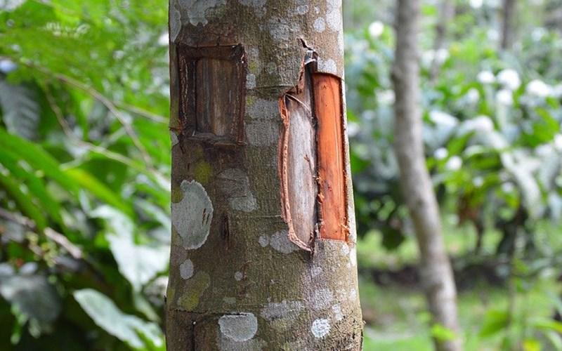 Giảm cân hiệu quả với bột quế, chỉ trong 3 tuần bạn sẽ cảm nhận sự thay đổi rõ rệt.