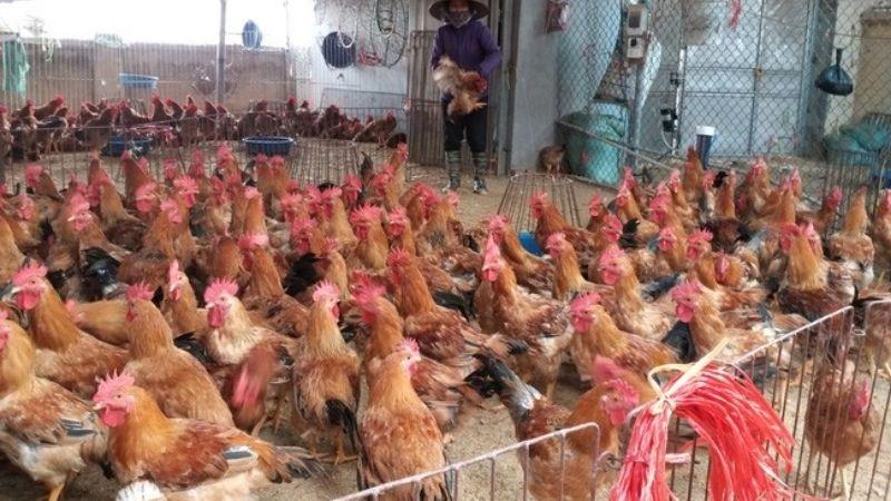 Giá gia cầm ngày 05/03/2022: Vịt có sự điều chỉnh nhẹ về giá, trong khi giá gà vẫn duy trì mức ổn định