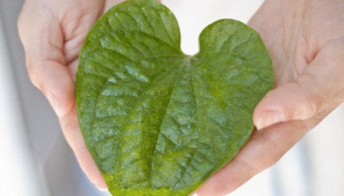 Tác dụng kỳ diệu của lá lốt trong việc hỗ trợ điều trị bệnh