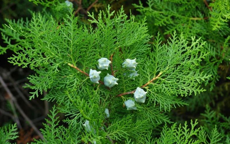 Cây trắc bách diệp: Đặc điểm, tác dụng và ý nghĩa phong thủy sâu sắc