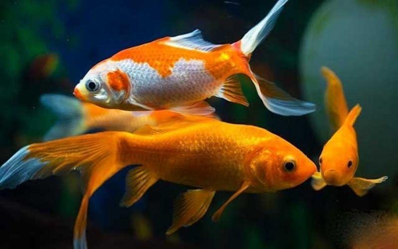 Hình xăm cá chép, biểu tượng của sự kiên trì và may mắn, luôn là lựa chọn phổ biến. Với nguồn gốc từ Nhật Bản, hình xăm này mang ý nghĩa sâu sắc về sự vượt qua khó khăn trong cuộc sống. Dưới đây là bộ sưu tập hơn 40 mẫu hình xăm cá chép độc đáo và đầy ý nghĩa.