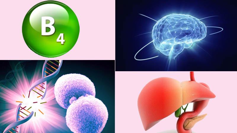 Vitamin B4 và những điều thú vị chưa được khám phá