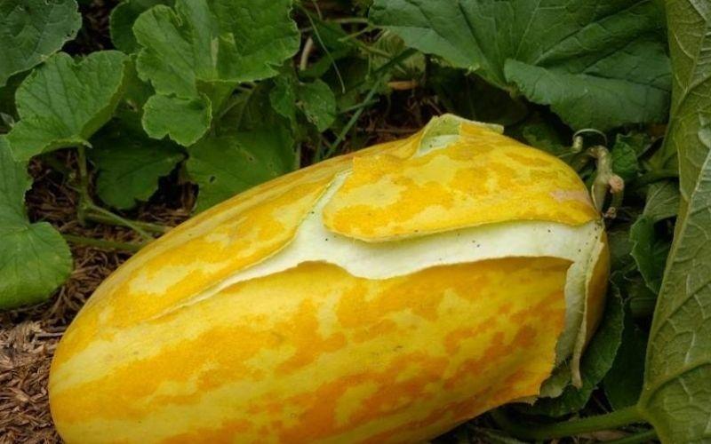 Làm sao để chọn được dưa gang (dưa bở) ngọt ngào, tươi mát, giúp giải nhiệt hiệu quả.