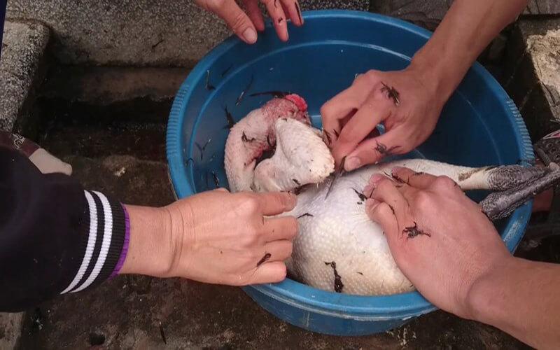 2 phương pháp nhổ lông gà nhanh chóng, sạch sẽ, loại bỏ cả lông tơ trong nháy mắt.