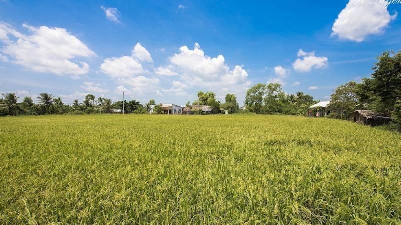 Gạo Minh Tâm có những loại nào mềm mại, loại nào dẻo thơm?