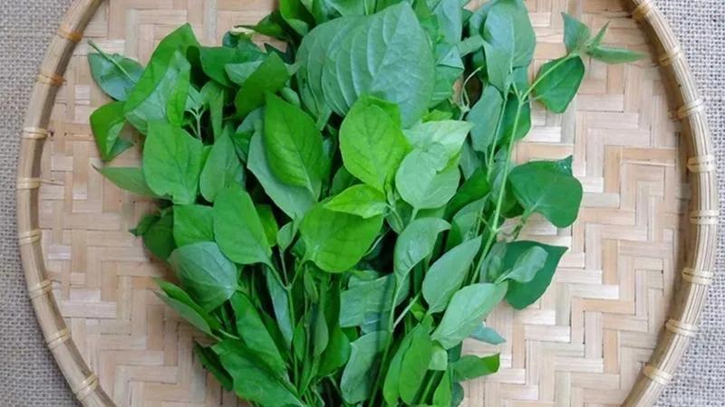 Lựa chọn và lưu ý khi sử dụng rau ngót, rau mồng tơi, rau dền