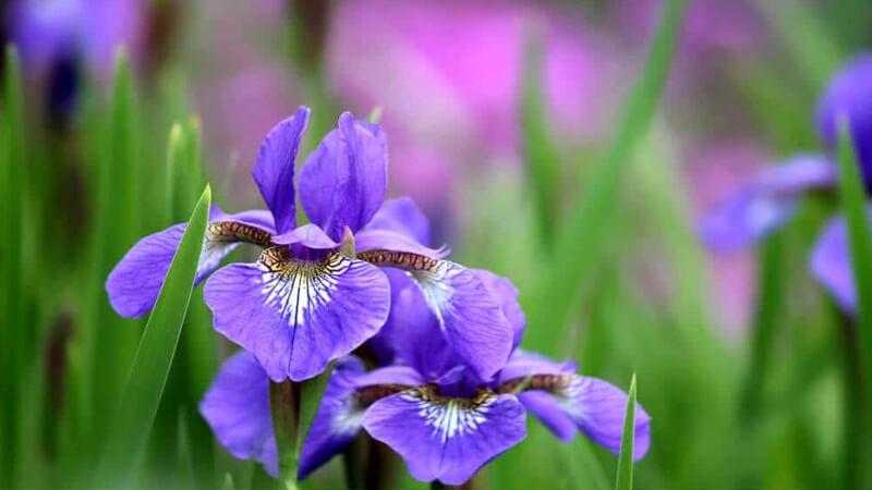 Khám phá ý nghĩa sâu sắc, cách trồng và công dụng đa dạng của hoa diên vĩ (Iris) - loài hoa biểu tượng của sự cao quý và vẻ đẹp thanh thoát.