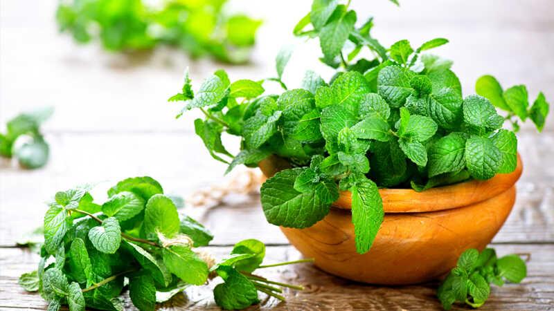 Hướng dẫn chi tiết cách lựa chọn bạc hà tươi ngon và mẹo phân biệt giữa bạc hà và húng lủi.