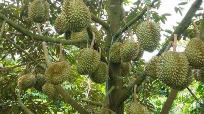 Sầu riêng Musang King là loại sầu riêng nổi tiếng, không chỉ bởi hình dáng bầu dục đặc trưng mà còn bởi hương vị thơm ngon khó cưỡng. Đây là một trong những giống sầu riêng được yêu thích nhất hiện nay, với cách chọn lựa cũng cần tinh tế để đảm bảo chất lượng.