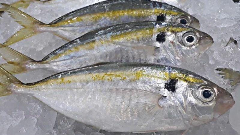 Bí quyết chọn cá chỉ vàng ngon, khô cá chỉ vàng tươi và phương pháp bảo quản để giữ nguyên hương vị tuyệt vời của chúng.