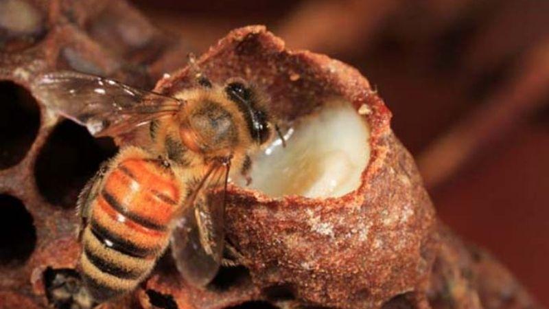 Sữa ong chúa là một sản phẩm tự nhiên quý giá, vậy bạn đã hiểu rõ về nó và cách sử dụng sao cho hiệu quả chưa?