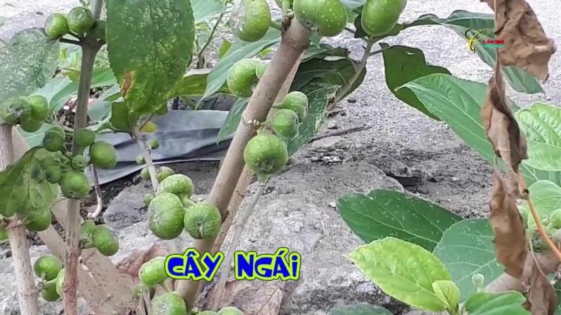Cây ngái (sung dại) mang lại những lợi ích gì cho sức khỏe của con người?