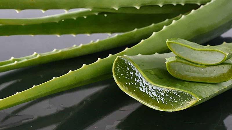 Khám phá phương pháp bảo quản nha đam tươi chuẩn mực, giữ được độ tươi mới lâu dài.