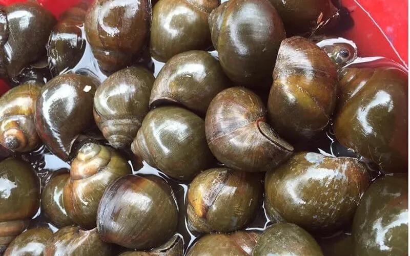 Ốc gác bếp, món đặc sản nổi tiếng của vùng quê sông nước, không chỉ là món ăn mà còn mang trong mình sự kết hợp tinh tế của hương vị và truyền thống, chinh phục mọi thực khách ngay từ lần thưởng thức đầu tiên.