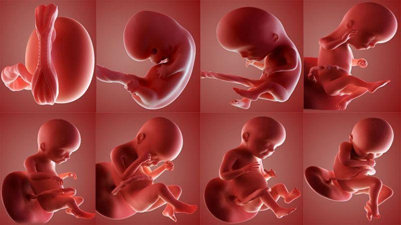 Khám phá hành trình tuyệt vời của sự phát triển thai nhi trong ba tháng đầu thai kỳ, nơi mọi sự thay đổi diễn ra đầy ngoạn mục.