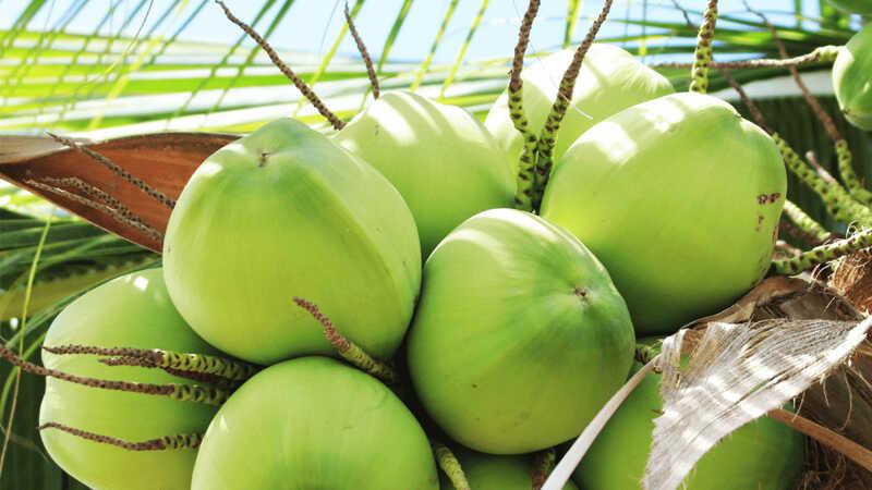 Khám phá các loại dừa tại Việt Nam: Đặc điểm, lợi ích và giá trị thị trường