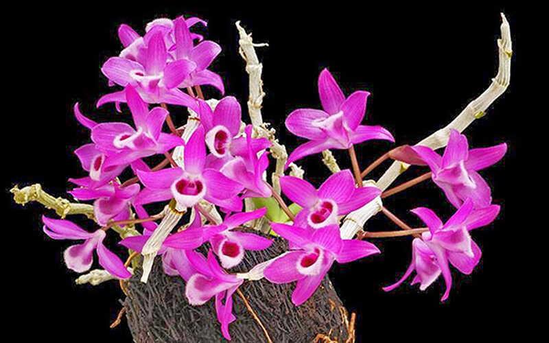 Khám phá vẻ đẹp và công dụng tuyệt vời của hoa lan trầm tím cùng những kỹ thuật chăm sóc để hoa luôn nở rực rỡ