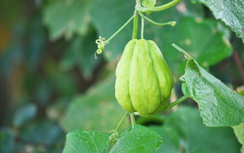 Hãy cẩn thận khi ăn su su quá nhiều, vì điều này có thể gây hại cho sức khỏe của bạn.