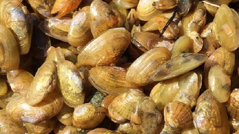 Liệu con don có phải là con hến không? Cùng khám phá giá trị dinh dưỡng và những món ngon đặc sắc từ con don mà bạn không nên bỏ qua.