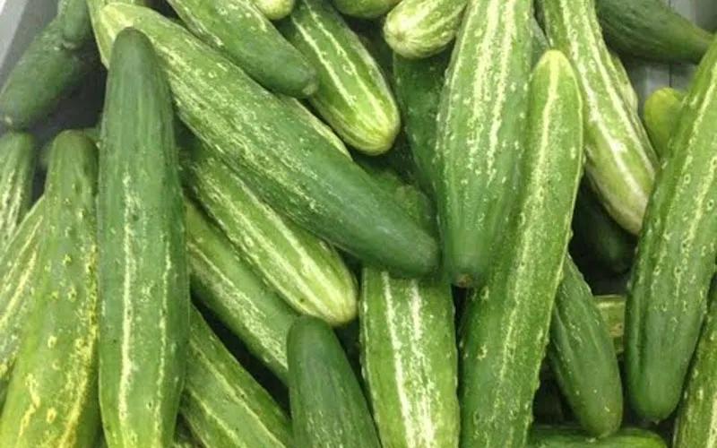 Khám phá 10 loại dưa chuột - dưa leo nổi bật nhất trên thị trường Việt Nam hiện nay